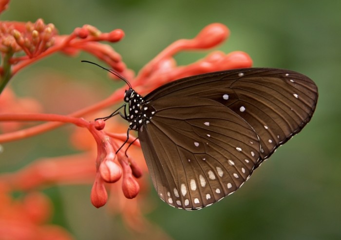  Черная бабочка на экзотическом растении, макро   Black butterfly on an exotic plant, macro